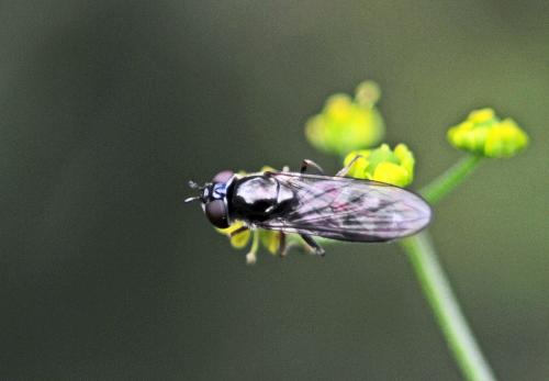 Réf. 239 978 : Platycheirus albimanus